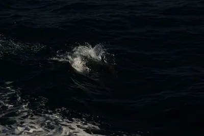 DSC_6623 (Large).JPG